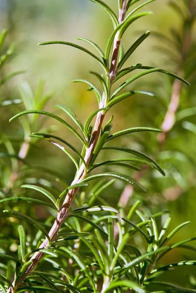 File:Rosmarinus officinalis (1).jpg (image courtesy of T137, CC BY-SA 3.0, via Wikimedia Commons)