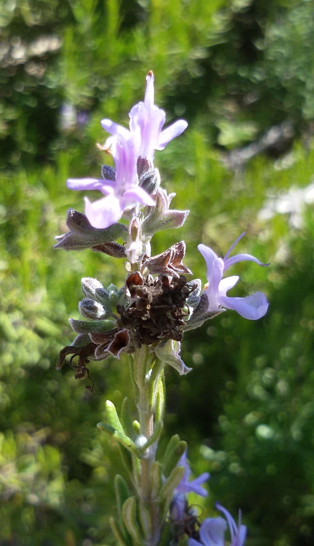File:Rosmarinus officinalis - flowers.jpg (image courtesy of Sir Shurf, CC BY-SA 4.0, via Wikimedia Commons)